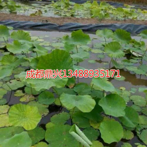 藕池(魚(yú)塘)防滲土工膜